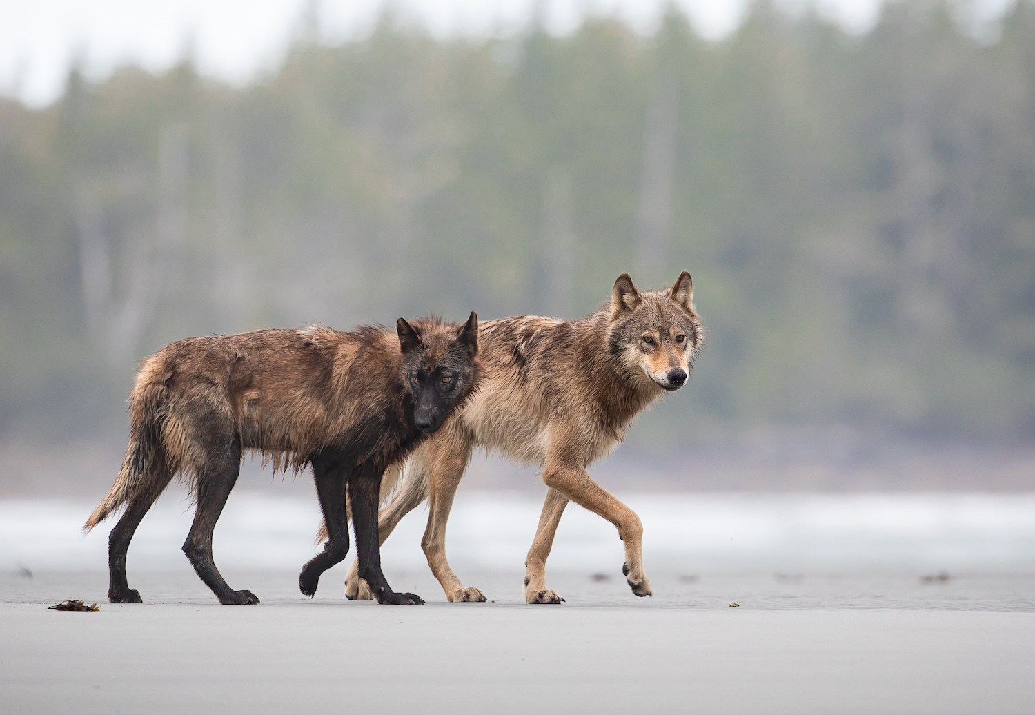 Two wolves walk side by side on the beach.